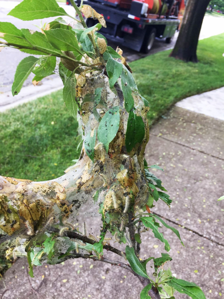 The Eastern Tent Caterpillar, a common tree pest, can be quickly recognized by the placement of their web in the union of tree limbs.