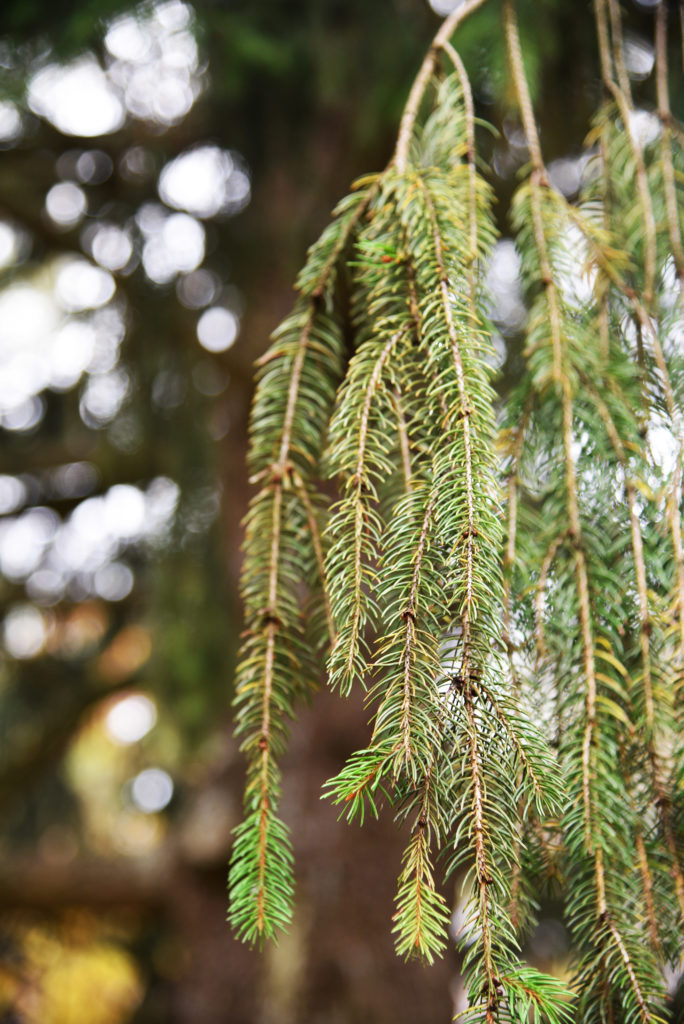 As a rule of thumb, shiny and green needles mean a fresh tree. Dry and brown needles mean the tree is already too old or dry.