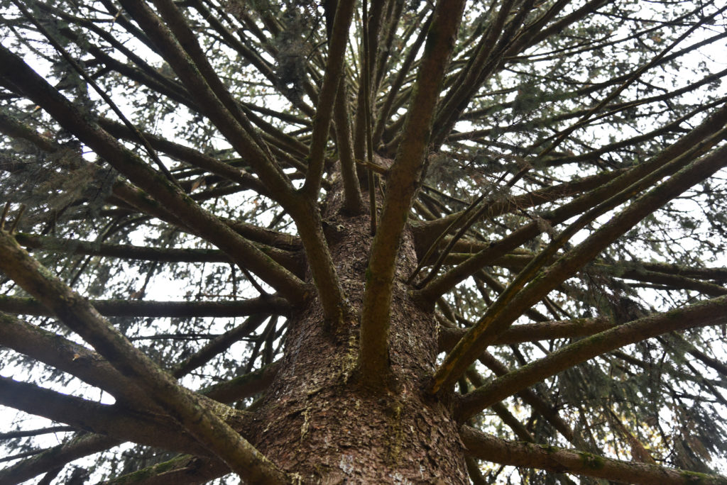 Check that the trunk has a slight stickiness to it. This means that the tree is still alive and gathering water. If the trunk is peeling or too dry you will want to look for another tree. 