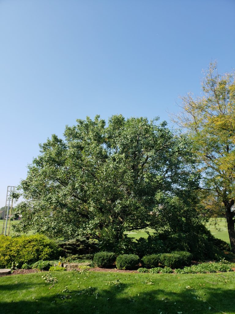 After crown reduction pruning treatment.