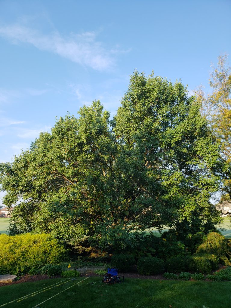 Before image of a tree in need of crown reduction.