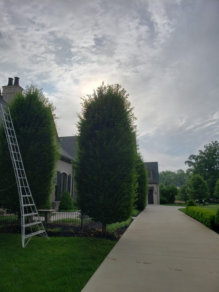 Before image of a tree in need of hand pruning.