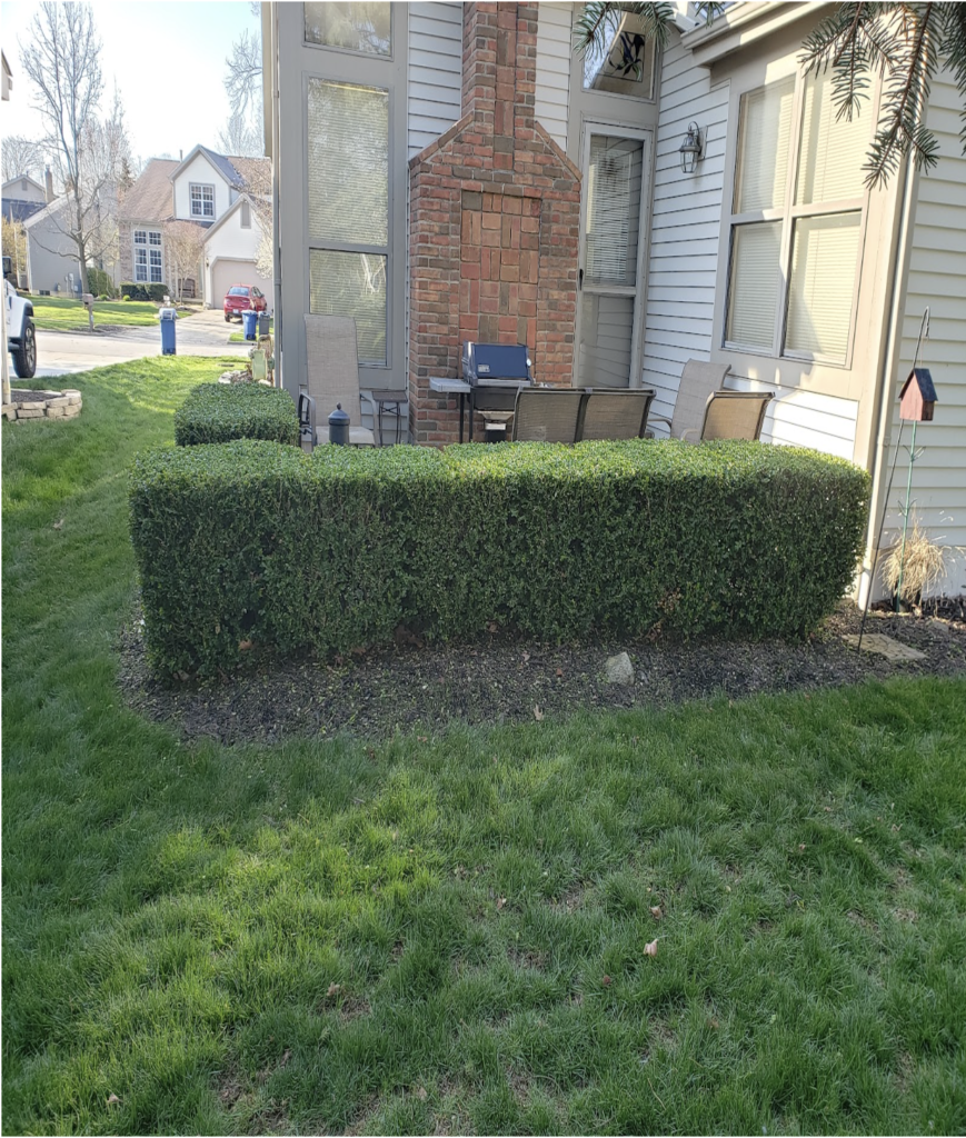 After image of a tree in need of shear pruning; notice the sharper lines.