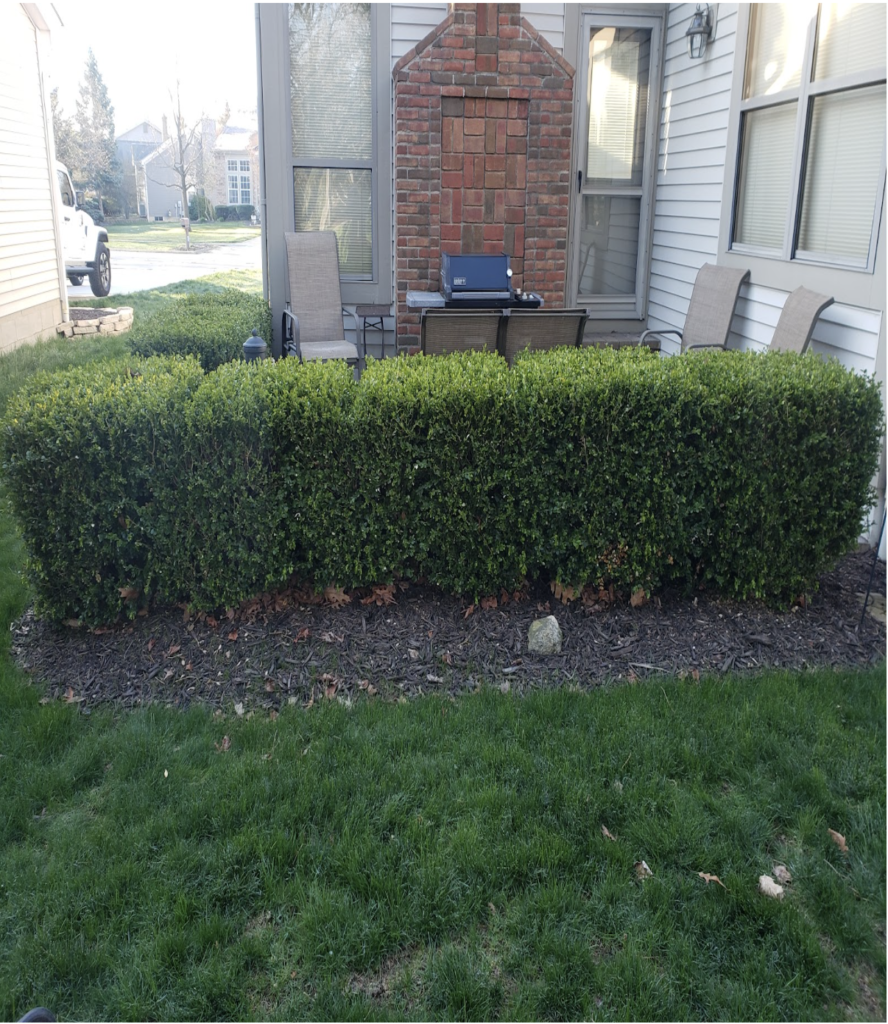 Before image of a tree in need of shear pruning.