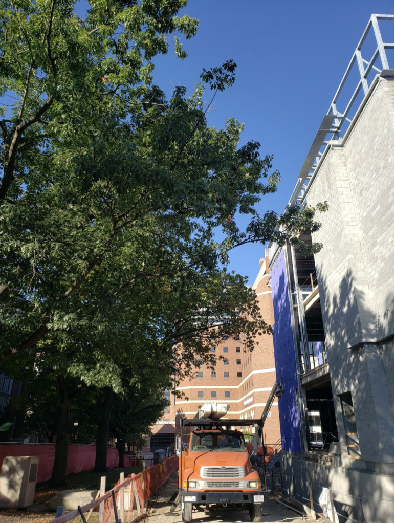 Before image of a tree in need of side pruning.