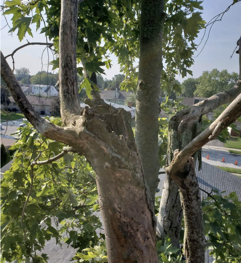 Topping caused this tree massive decay and breakage.