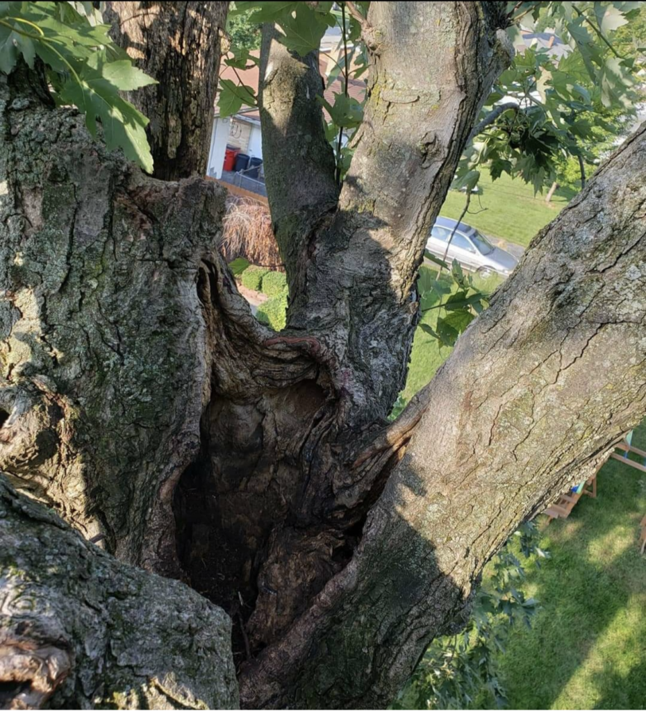 Topping caused this tree massive decay.