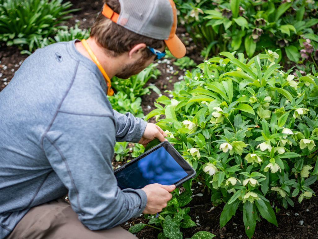 Plant Health Care Technician tending to the growth of a shrub and comparing temperature data.