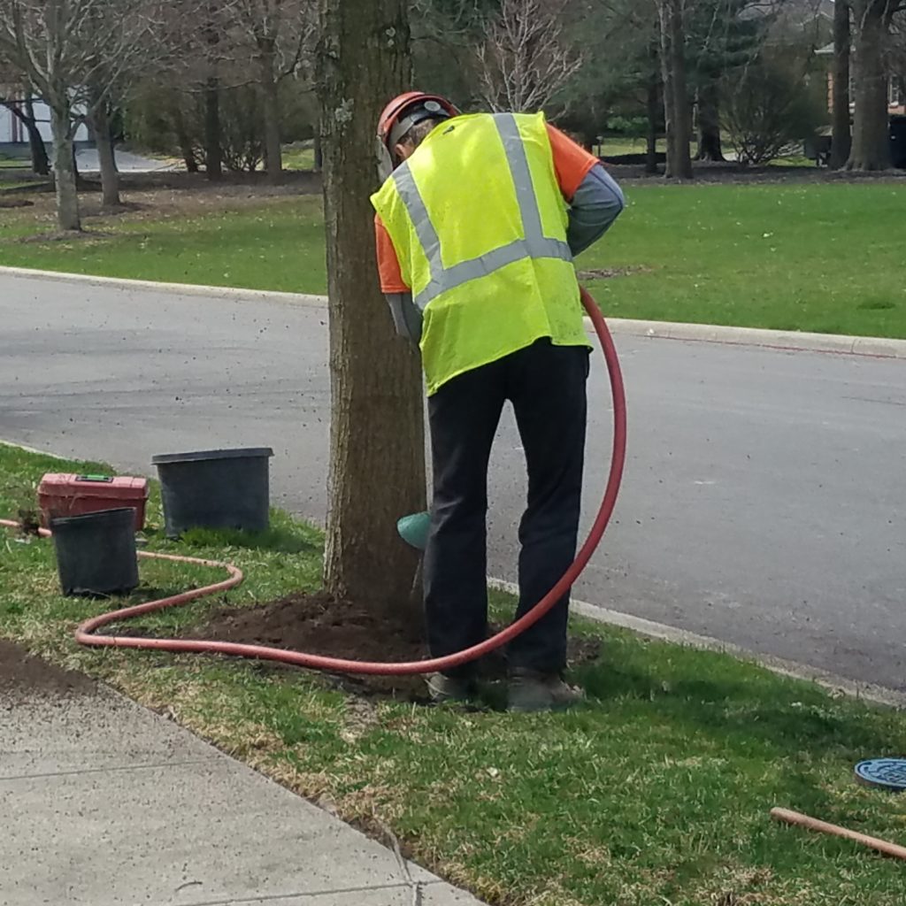 Ahlum & Arbor field workers using an air spade to execute root pruning.
