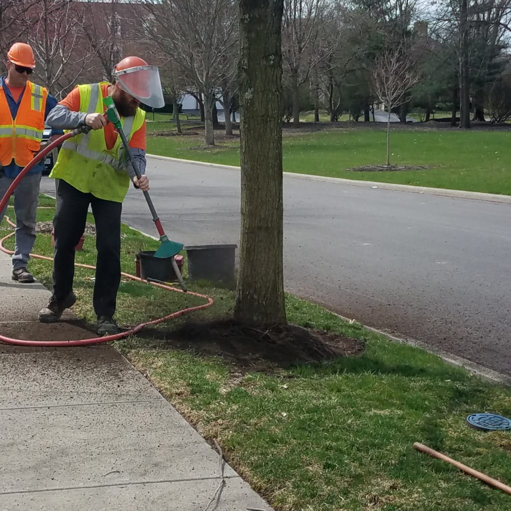 Ahlum & Arbor field workers using an air spade to execute root pruning.