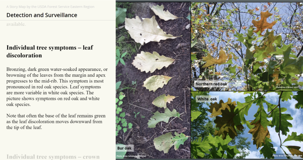 Tree symptoms of oak wilt.