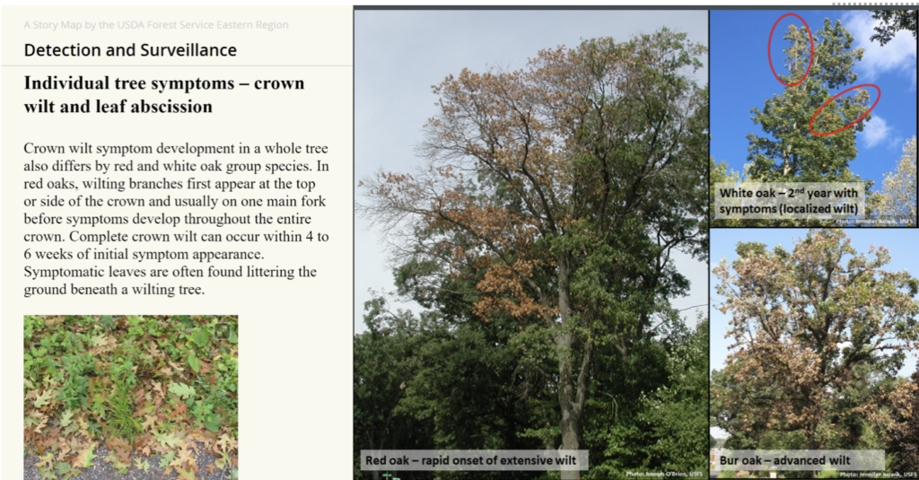 Tree symptoms of oak wilt.