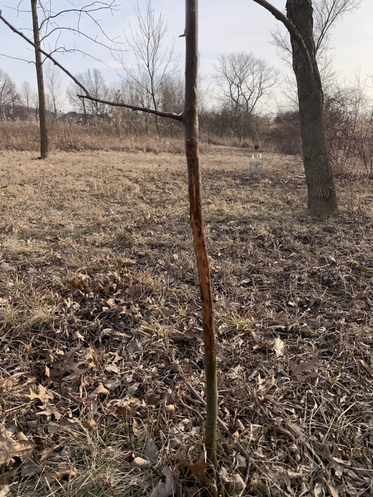 Deer rub on tree.