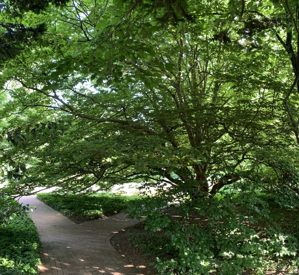 Parrotia tree