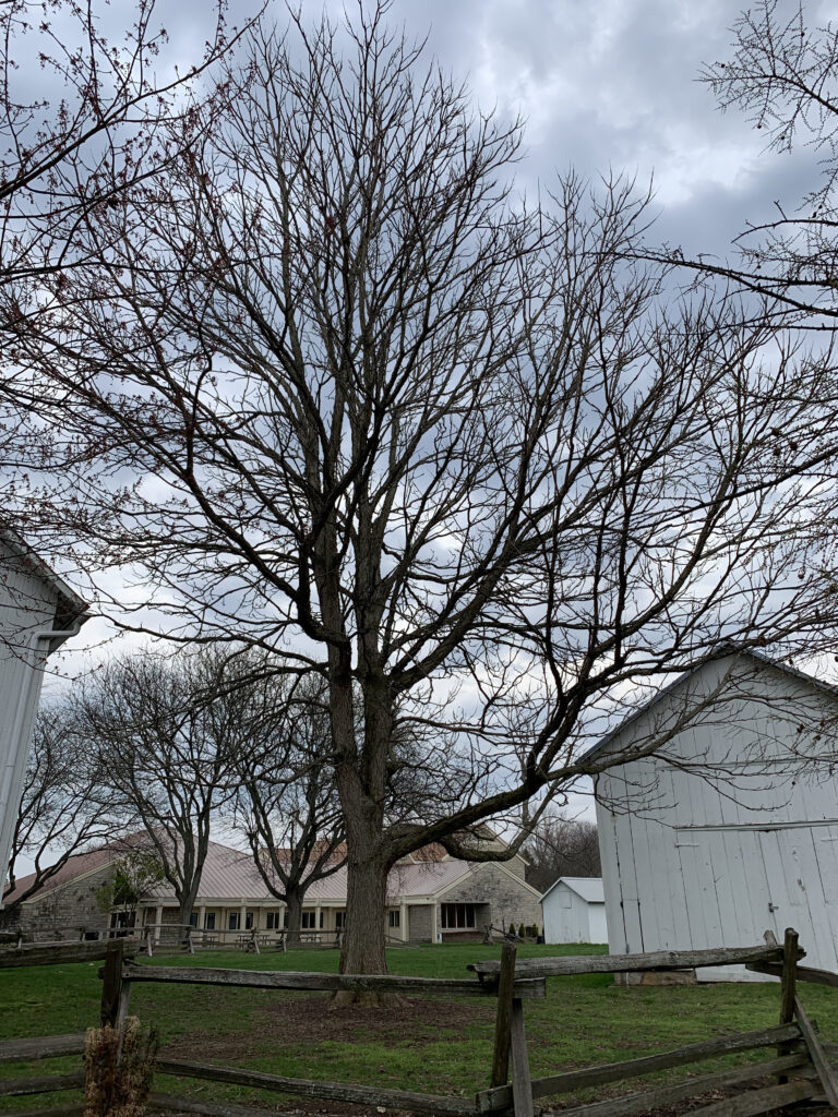 Kentucky Coffeetree in the winter before budding.