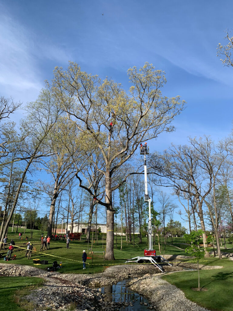 Columbus Ohio Arborist Tree Climbing