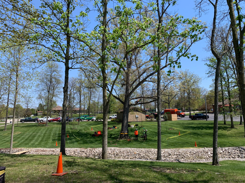 Central Ohio Tree Climbing