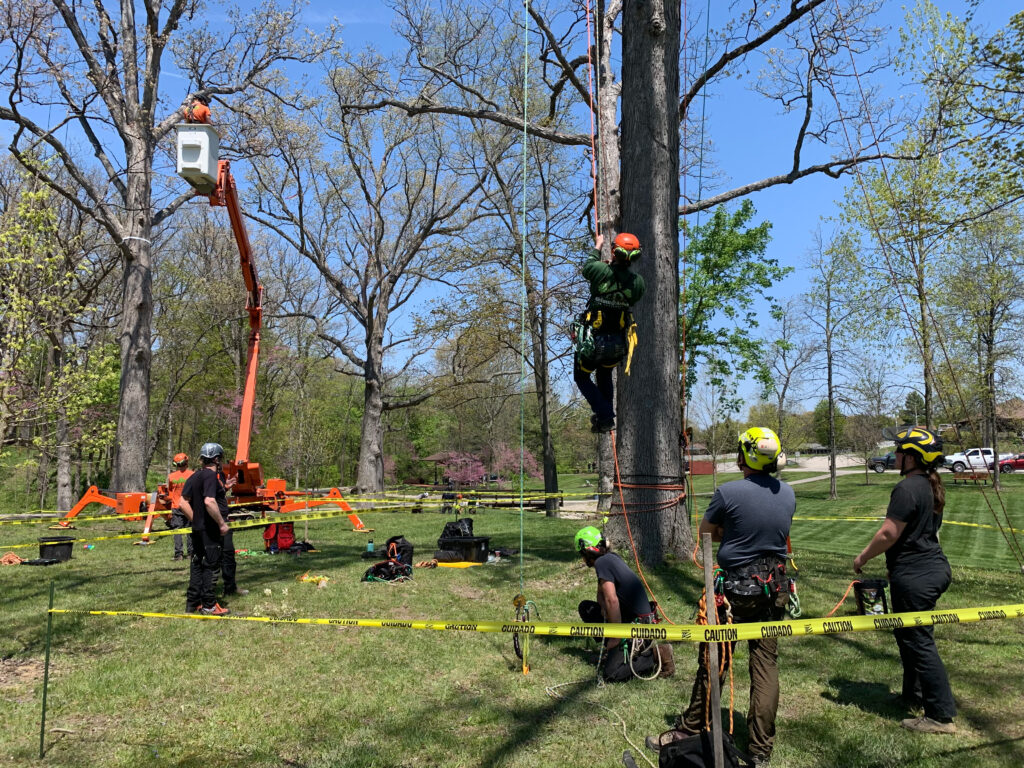 Tree Maintenance and Preservation