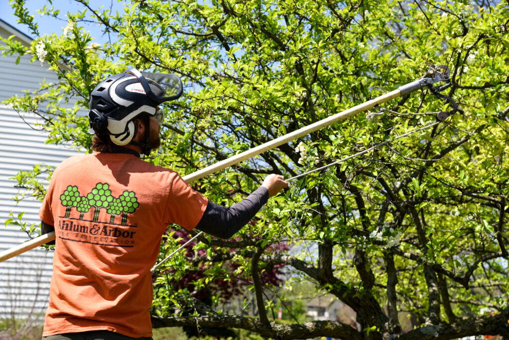 Ahlum & Arbor tree pruning.